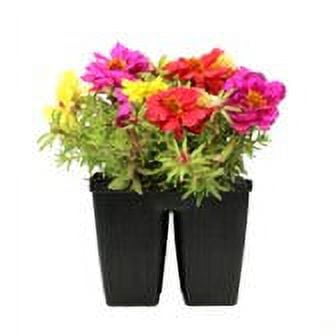 (2 pack) Expert Gardener 4PK Orange Pink Yello Portulaca Live Plant