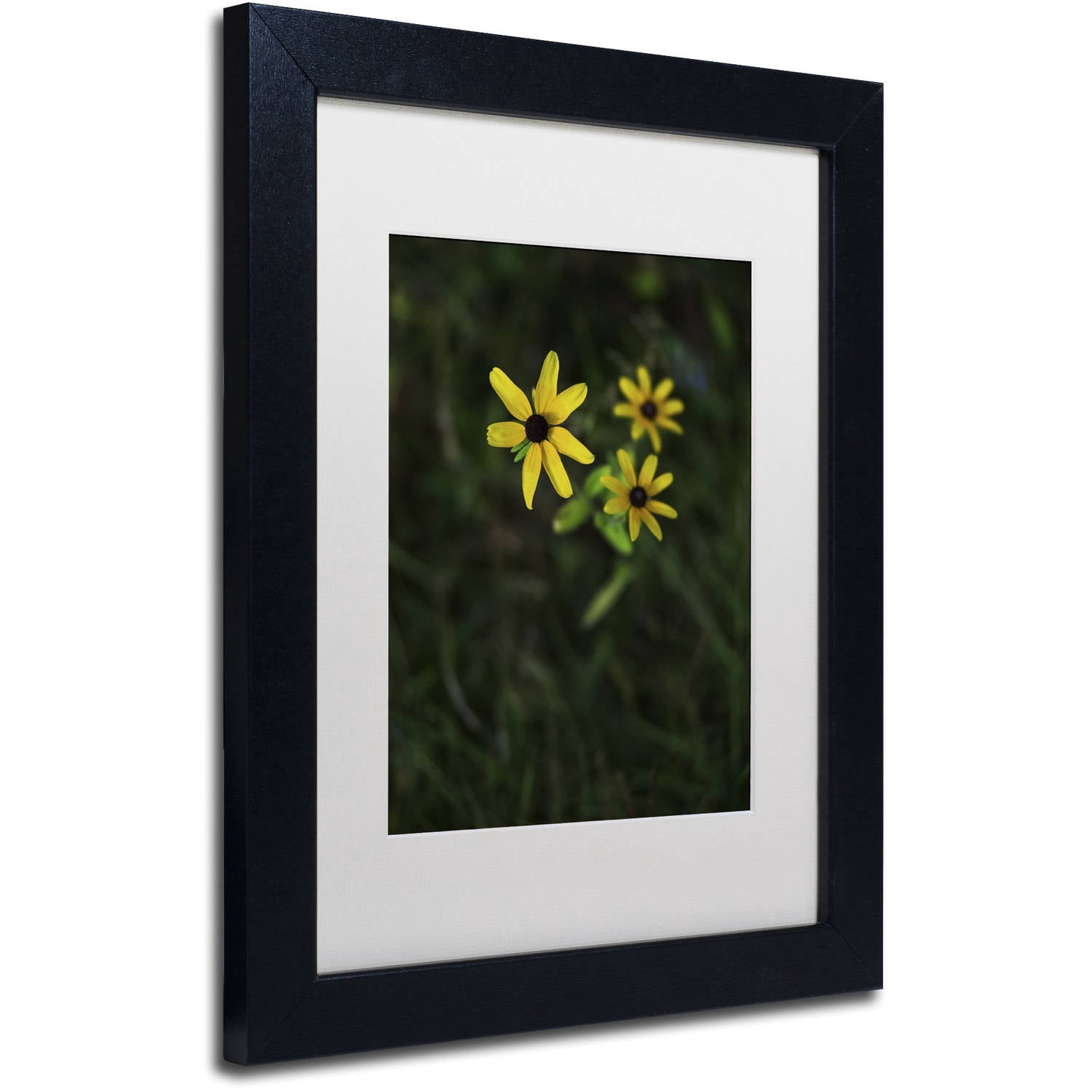 Trademark Fine Art "Brown-Eyed Susan" Canvas Art by Kurt Shaffer, White Matte, Black Frame