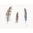 thumbnail image 3 of Dyer, Beverly 14x11 Black Modern Framed Museum Art Print Titled - Feather Collection, 3 of 5