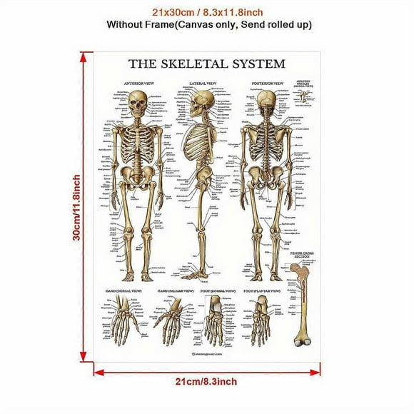 (8.27x11.81inch)1pc Decorate Wall Print, Anatomy Posters, Human Musculature Anatomical Chart, Anatomy And Physiology Study Tools, Human Body Medical Posters, Human An