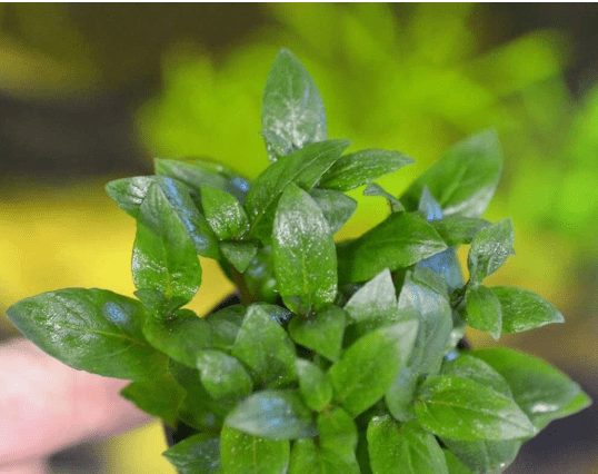 Staurogyne Repens – Live Freshwater Aquarium Plant for Foreground Aquascaping