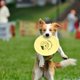 thumbnail image 5 of Mascotas de plástico juguetes de disco volador entrenamiento deportivo al aire libre para cachorros de margen dorado amarillo, 5 of 8