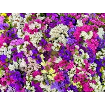 50 Pacific Mix STATICE SINUATA Mixed Colors (Sea Lavender) Limonium Latifolia Flower Seeds