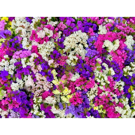 50 Pacific Mix STATICE SINUATA Mixed Colors (Sea Lavender) Limonium Latifolia Flower Seeds