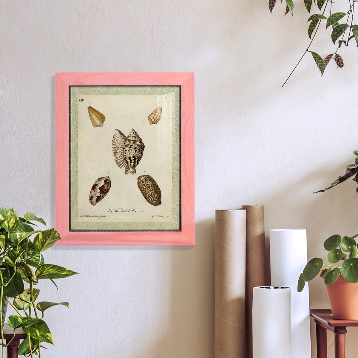 Bookplate Shells II - Framed Print w/glass - Sunset Pink