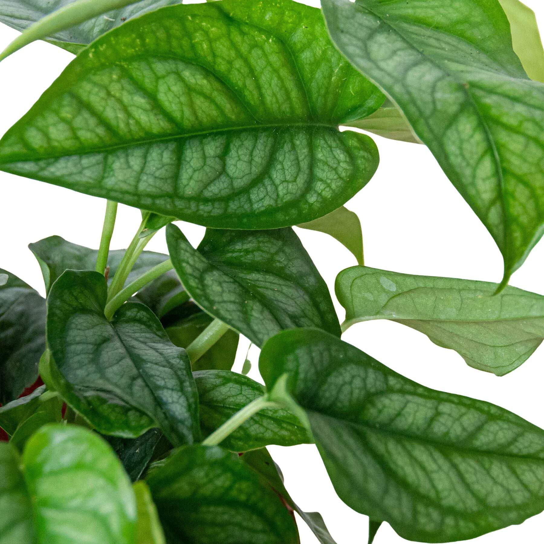Monstera 'Siltepecana', 4" Pot, Indoor Houseplant, Easy Care, Live Plant for Indoor & Outdoor