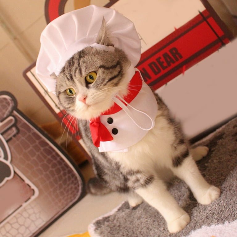 Cat 2024 chef costume