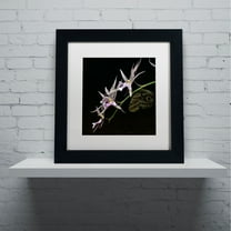 Trademark Fine Art "Spider Orchid and Owl Eye" Canvas Art by Kurt Shaffer, White Matte, Black Frame
