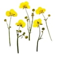 thumbnail image 4 of 16 Unids Multi Real Hojas Flor Seca Hojas Secas Adornos DIY Colgantes Tarjeta Fabricación de Scrapbooking Arte Artesanía Joyería, 4 of 9
