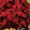 thumbnail image 4 of Outsidepride 200 Coleus Wizard Velvet Red Plant Seeds, 4 of 9