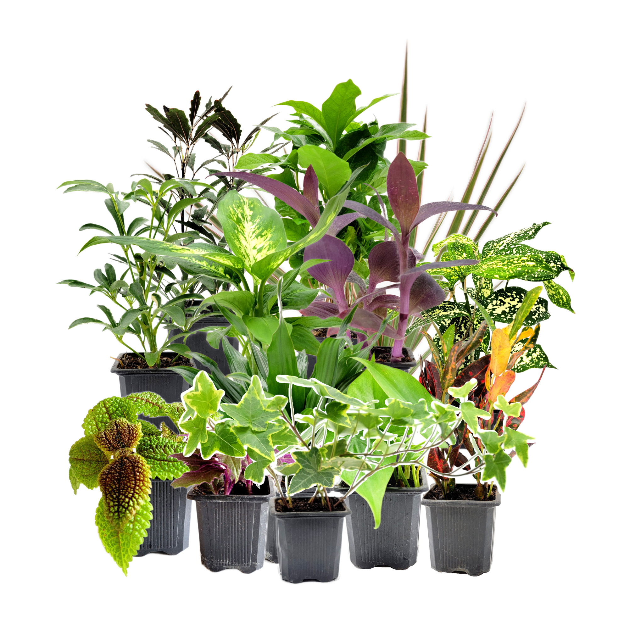 elephant plant leaf Alocasia Elephant Ear  Liberty Landscape Supply