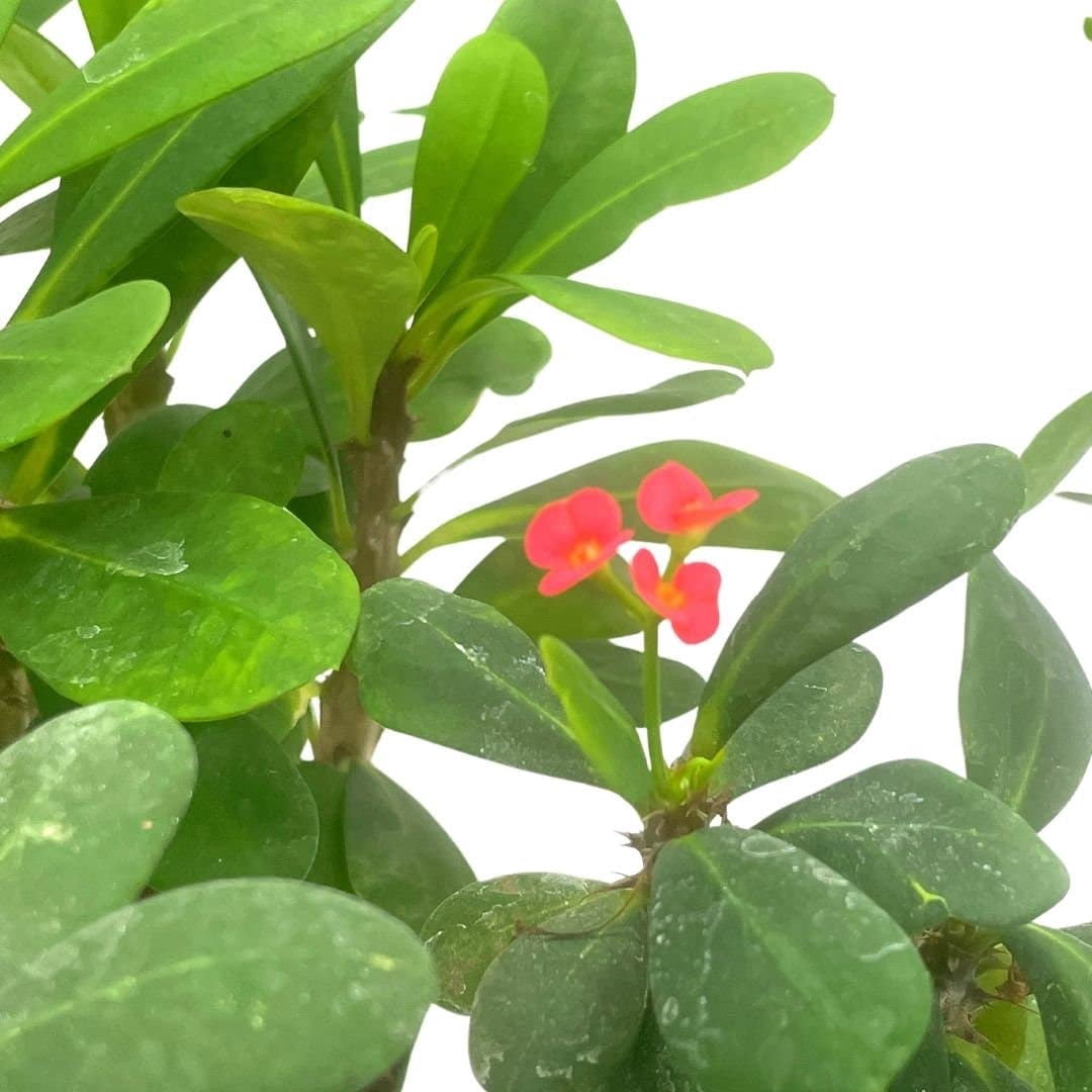 Crown of Thorns, Euphorbia milii Assortment, Set of 3 in 4 inch pots, Crown-of-Thorns Plant, Christ Thorn