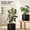 Black, variant on Ceramic Plant Pots Set of 2, 10 & 12 Inch Indoor Planters with Drainage Holes and Saucers, Durable Stylish Forest Green Flower Pots for Home Decor
