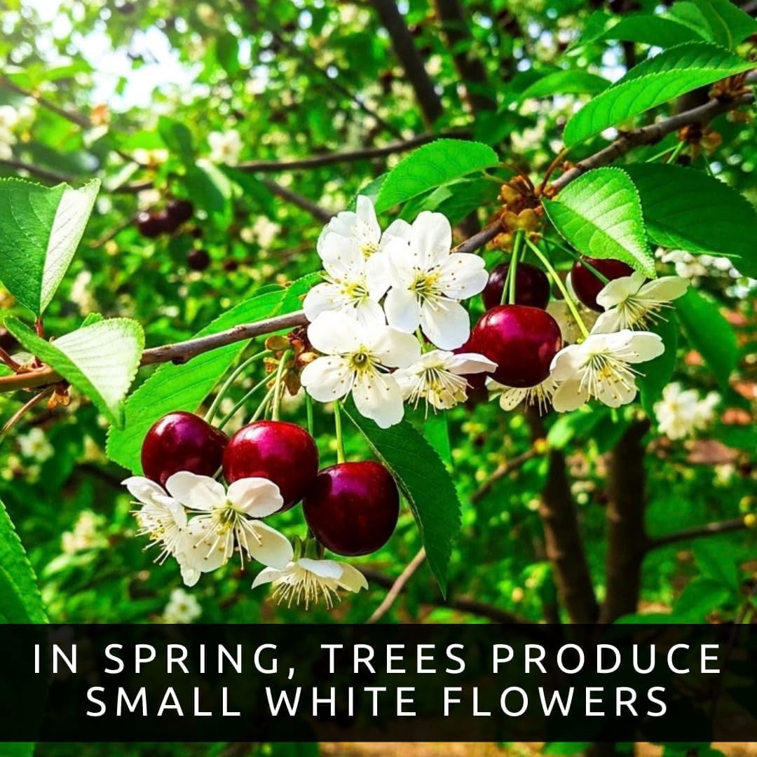 Dwarf Black Cherry Fruit Tree Live Plant Seedling - Prunus serotina, Great for Home and Garden Yards Planting (1 Seedling)