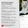thumbnail image 5 of White Tigers | 2024 12x24" (Hanging) Square Wall Calendar | BrownTrout, 5 of 8