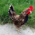 thumbnail image 4 of Dalazy Modèle de Poule Réaliste Sculpture Animale Figurine Marron m 1Set, 4 of 6