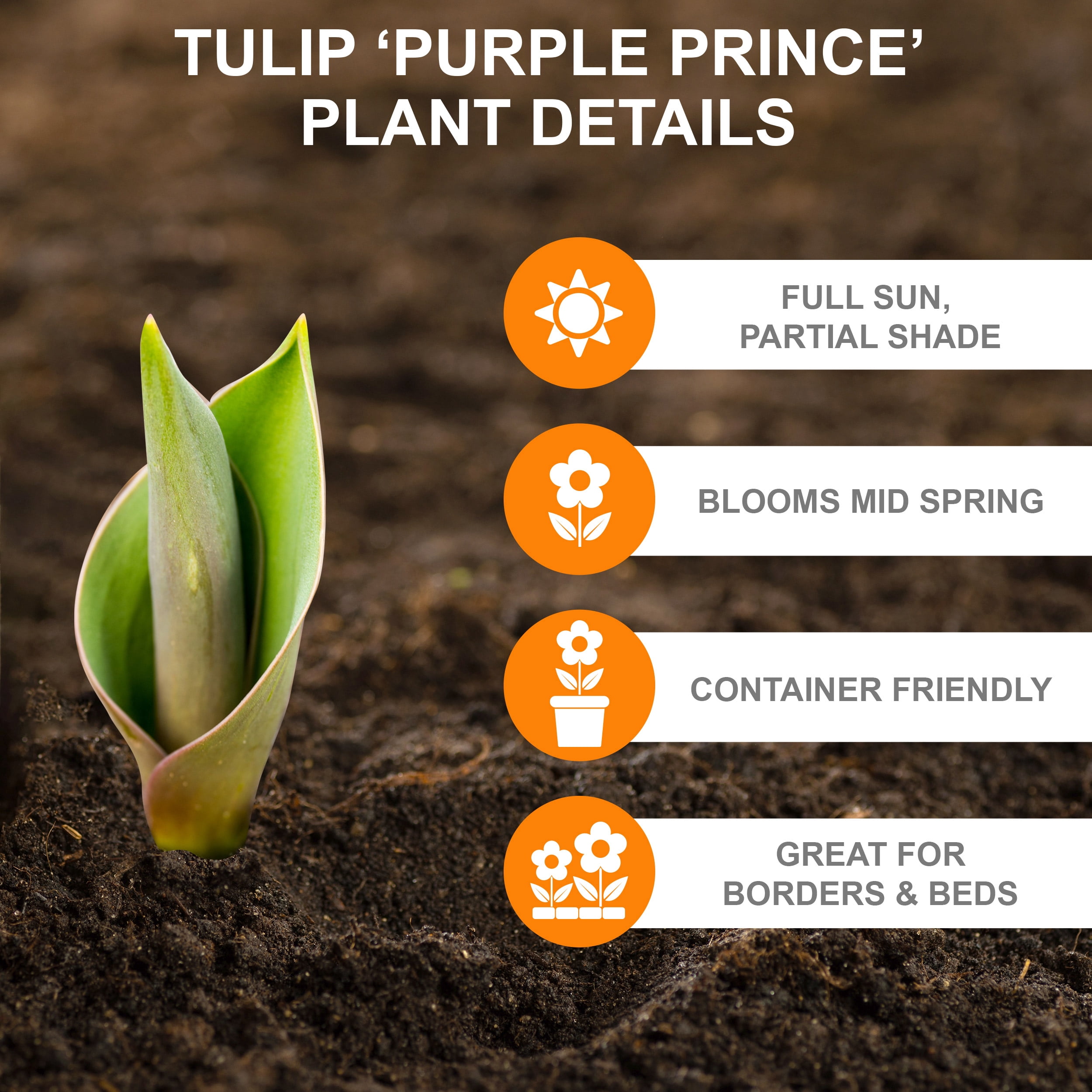 Garden State Bulb Single Early Purple Prince Tulip Flower Bulbs, 12/+ cm (Bag of 100)