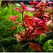 Ludwigia Repens (Dark Red) Live Aquarium Plants BUY2 GET1 FREE