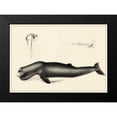thumbnail image 2 of Unknown 14x11 Black Modern Framed Museum Art Print Titled - Antique Whale Study II, 2 of 5