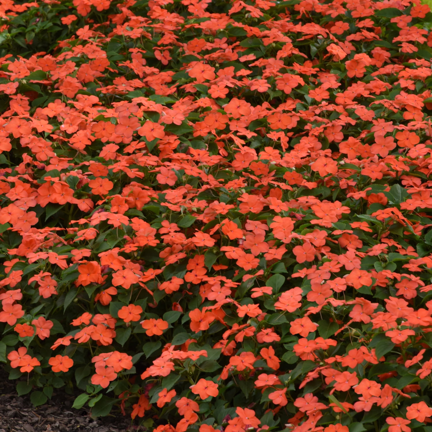 Altman Plants Orange Sunpatiens, 2.5 Qt. Pot, Full Sun to Part Shade, Flowering Live Plants