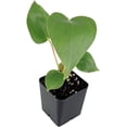 thumbnail image 3 of Pink Flower Anthurium - 3 Live Starter Plants in 2 Inch Pots - Anthurium Oaxaca - Elegant Low Maintenance Air Purifying Indoor Houseplant, 3 of 5