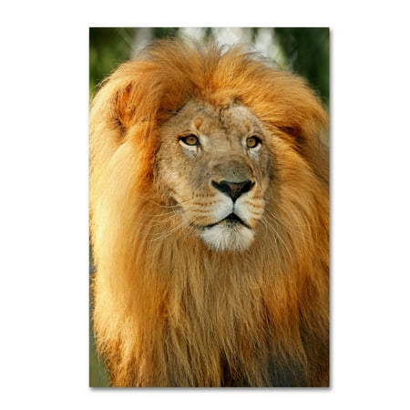 Trademark Fine Art 'Lion' Canvas Art by Mike Jones (Best Lion Photos Ever)