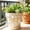 Style A, variant on 6Pcs Crystal Suncatchers Plant Decorations Charms, Hanging Prisms for Window Indoor Garden Plant Pot Holder Hanger Tree Vine Home Chandeliers Outdoors(Style A)