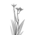 thumbnail image 2 of Koetsier, Albert 15x18 White Modern Wood Framed Museum Art Print Titled - Freesia, 2 of 4