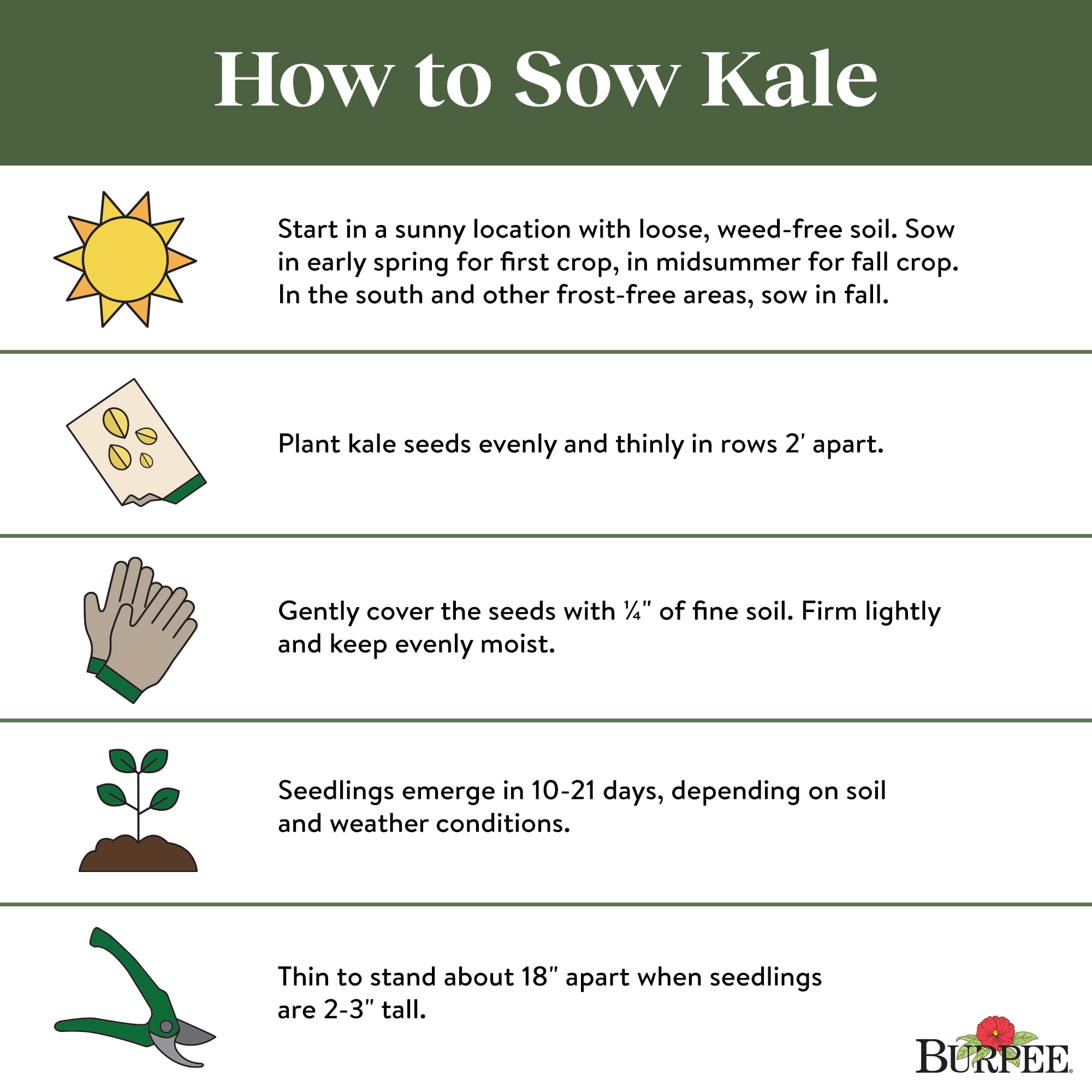 Burpee Organic Premier Kale Vegetable Seed, Annual Vegetable,  Full Sun