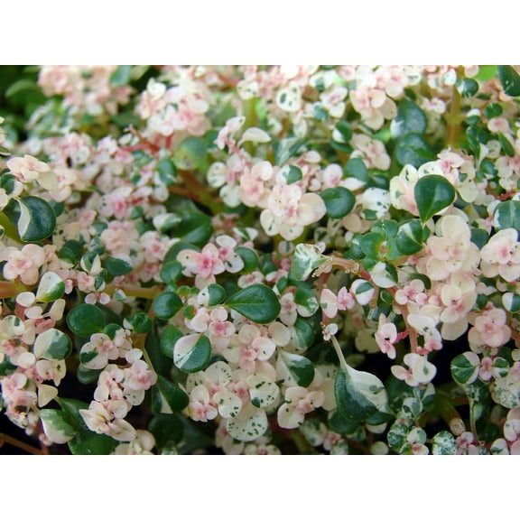 Confetti Fern - Pilea microphlla - Terrarium/Fairy Garden/House Plant - 2.5" Pot