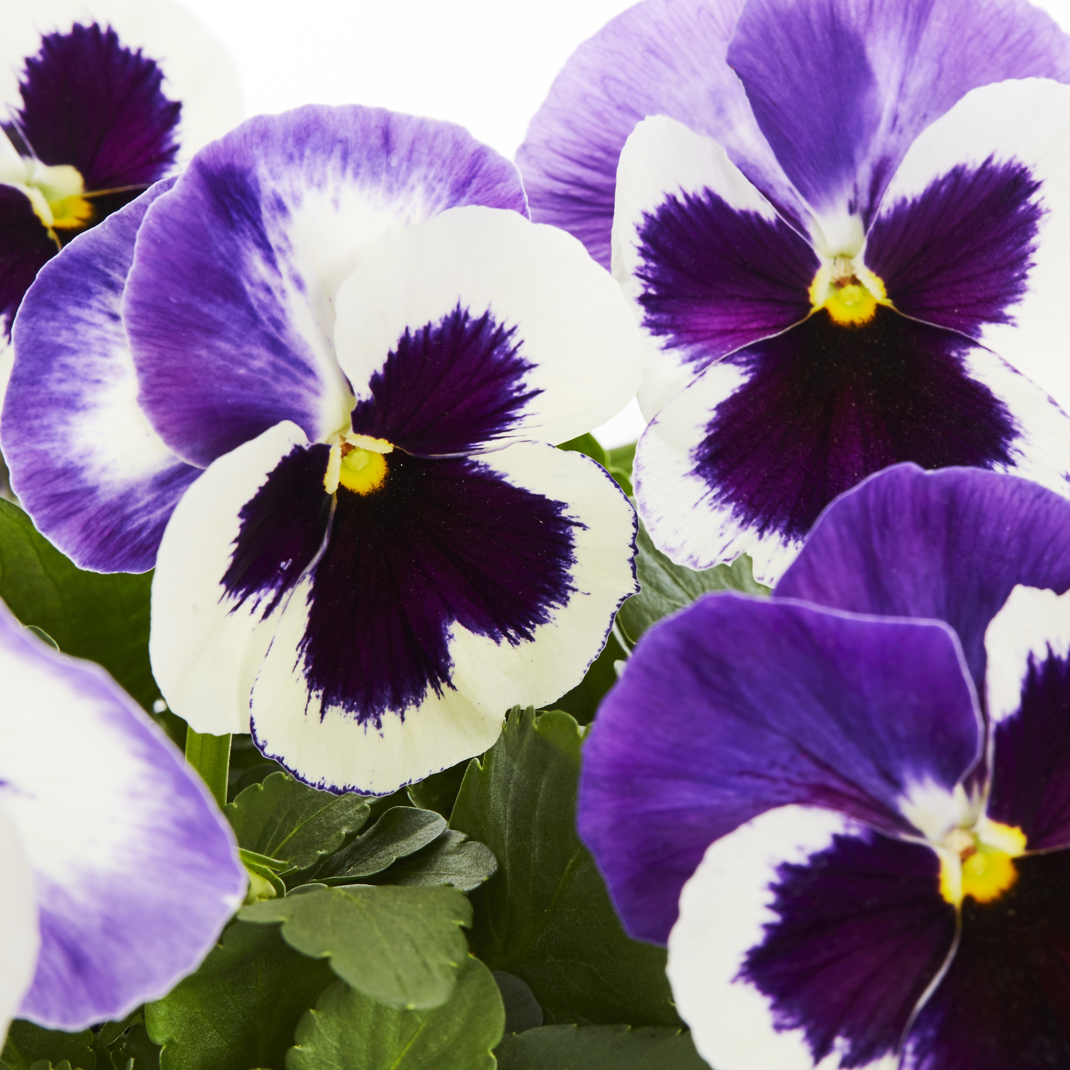 Expert Gardener PT Multicolor Pansy Live Plant Grower Pot Sun (4 Pack)