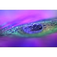 thumbnail image 2 of Jenny Rainbow Fine Art 14x11 White Modern Wood Framed Museum Art Print Titled - Peacock Diamonds, 2 of 4
