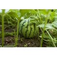 thumbnail image 4 of GSDWIUEW Heirloom Watermelon Seeds for Planting, 6 Pcs Seed, Sweet, Juicy, Extra Large Fruits, High Yield, , Fast-Growing, Summers, 4 of 5