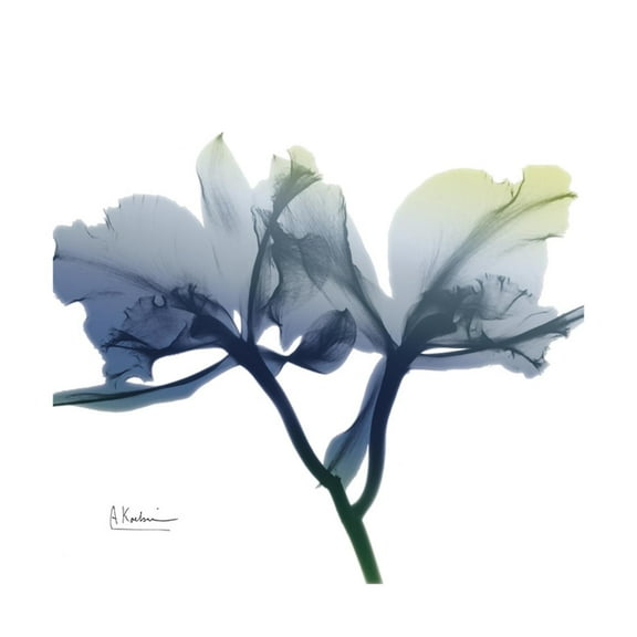 Art.com Midnight Orchid Art Print by Albert Koetsier, 16" x 16"