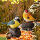 thumbnail image 5 of Figuras de pájaros de simulación, escultura de pájaros pequeños para gabinete de plantas, jardín y hogar 2 piezas kusrkot Mini estatua de pájaros, 5 of 8
