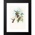 thumbnail image 2 of John Gould 13x18 Black Modern Framed Museum Art Print Titled - Lampornis Predicted, 2 of 5