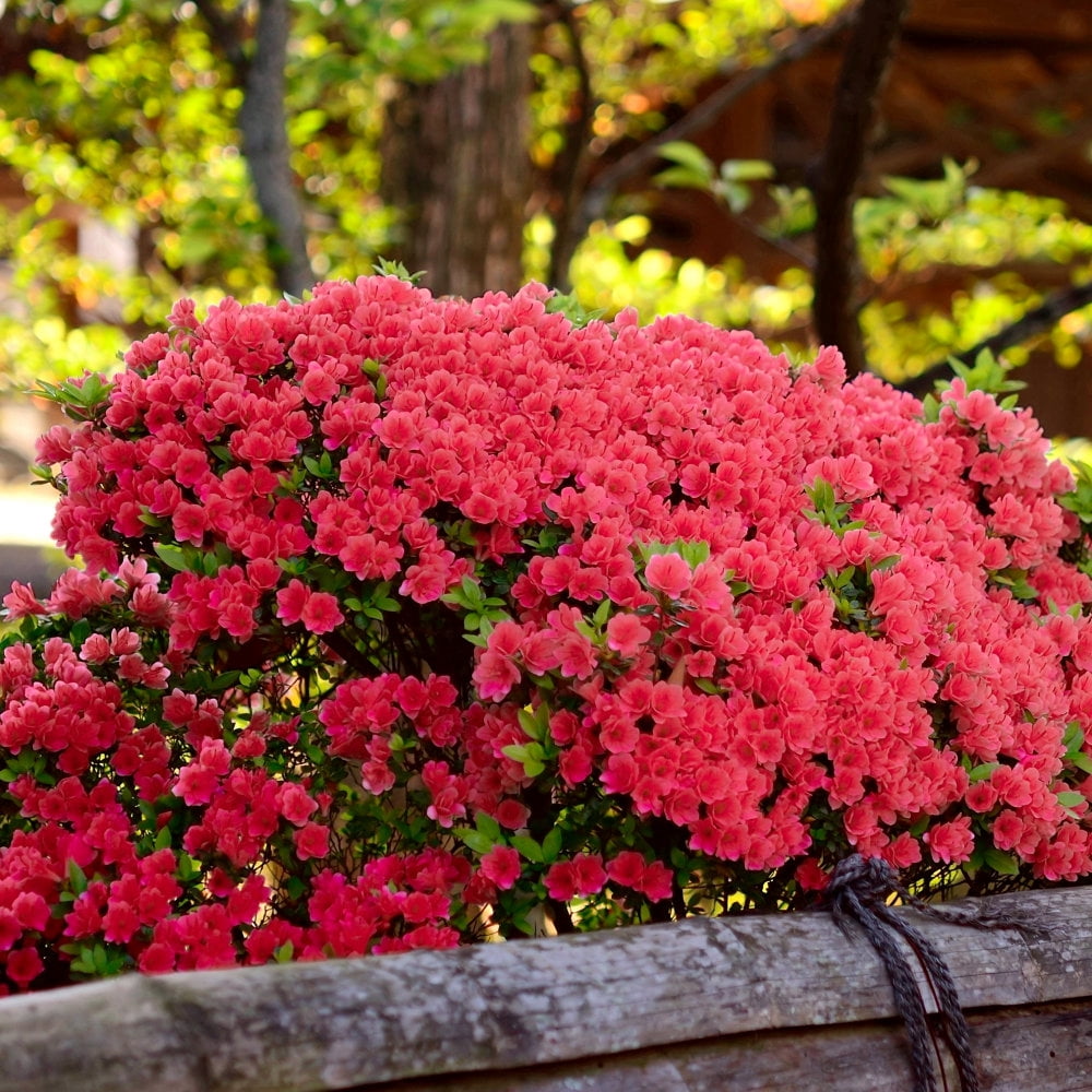 2.25 Gal. Azalea Fashion Live Shrub with Full Sun