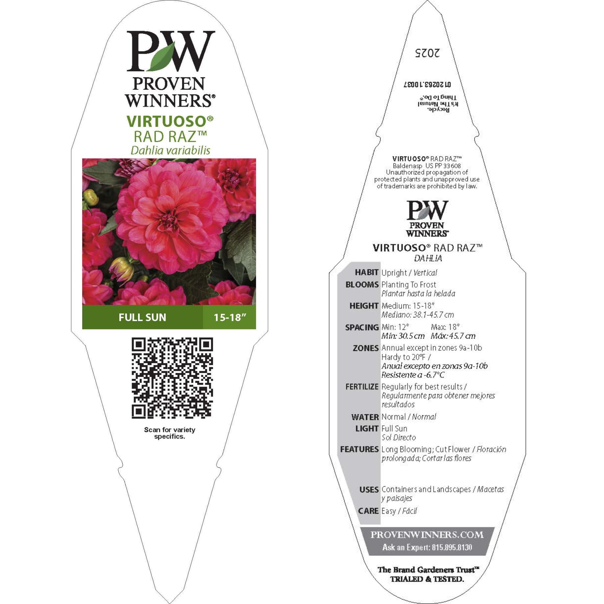 Proven Winners 8" Pink Virtuoso Rad Raz Dahlia Live Plant in 6.5" Pot