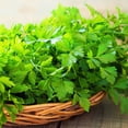 thumbnail image 3 of Proven Winners 4" Flat Leaf Parsley Parsley Live Herb Plant in 4.25" Pot (4 Count), 3 of 8