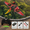 RED, variant on Remote Control Dinosaur Pterosaur RC Plane with Headless Mode, Altitude Hold, Lights for Kids Gifts(Red)