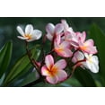 thumbnail image 2 of Plumeria Frangipani Flowers Wall Mural by Wallmonkeys Peel and Stick Graphic (24 in W x 16 in H) WM35712, 2 of 4