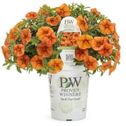 Proven Winners 1.56PT Calibrachoa Sbrbls Dreamsicle