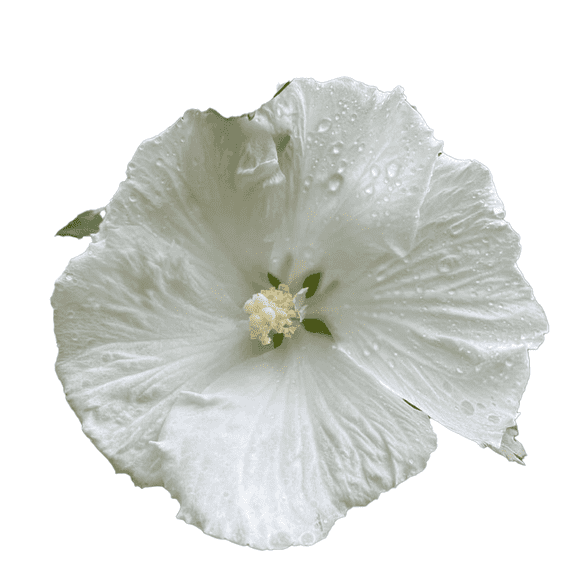 White Althea (Rose of Sharon) Live Shrub