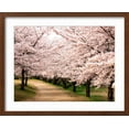 thumbnail image 2 of Art.com Row of Cherry Trees Photographic Print, Brown Frame Wall Art, 21" x 17", 2 of 5