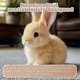 thumbnail image 5 of Hopping Bunny Toy,Rabbit Plush Interactive Toys,Electric Rabbit Toys 26-27s, 5 of 5