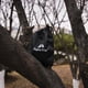 thumbnail image 4 of Escalada Kits de senderismo al aire libre Bolsa de almacenamiento Camping Nail Wind Rope Hebilla Bolsa (Negro) Tmvgtek Para Estrenar, 4 of 9