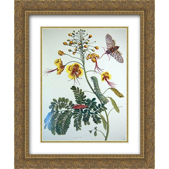 Maria Sibylla Merian 2x Matted 20x24 Gold Ornate Framed Art Print 'from Metamorphosis insectorum Surinamensium, Plate XLV '