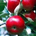 thumbnail image 4 of Red Delicious Apple Tree Live Trees, Crisp, Sweet Red Apples, 4 of 6