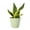 Sage, variant on Live Variegated Snake Plant - Low Light - 4" Decorative Pot Cover - Thorsen's Greenhouse