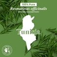 thumbnail image 6 of Handcraft Blends Rosemary Essential Oil - 100% Pure and Natural - Premium Grade Essential Oil for Diffuser and Aromatherapy - 1 Fl Oz, 6 of 7